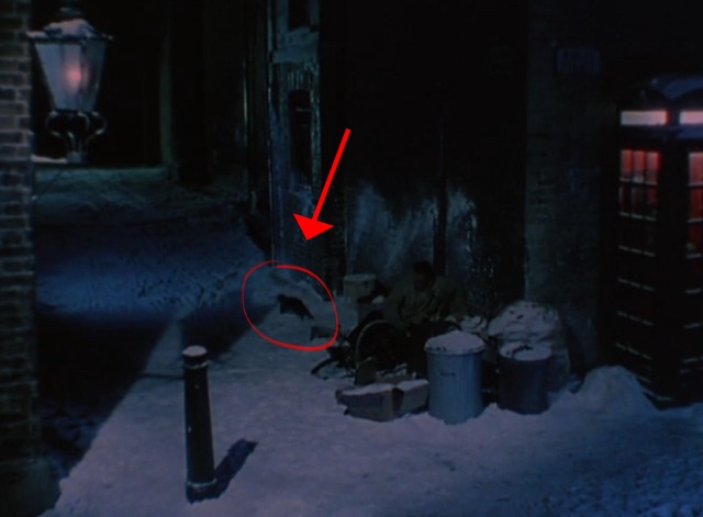 Doctor in the House - cat in alley after bike crash