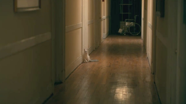 Doctor Sleep - Azrael Azzy Bonkers long-haired Siamese mix cat outside door in corridor