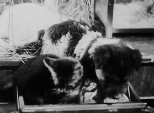 The Dog and the Diamonds - tabby kitten Frisky sitting with puppy