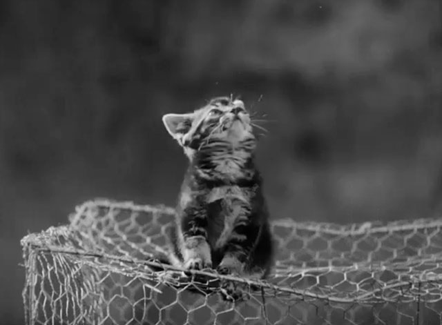 The Dog and the Diamonds - tabby kitten Frisky on wire cage
