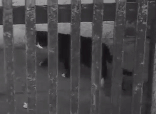Dog on Wheels - tuxedo cat behind fence