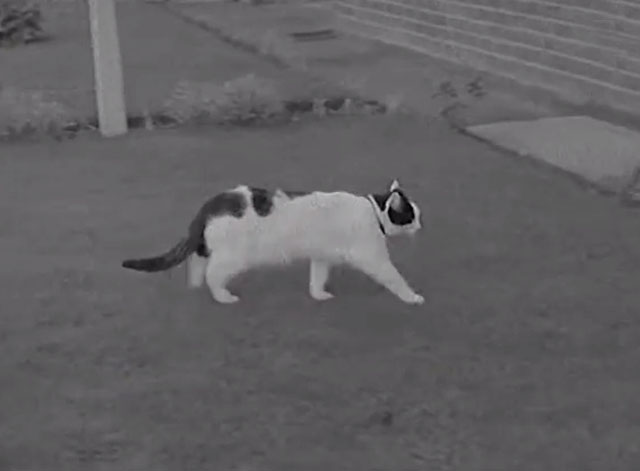 Dogs Go to Jail - black and white cat Tibby walking across lawn