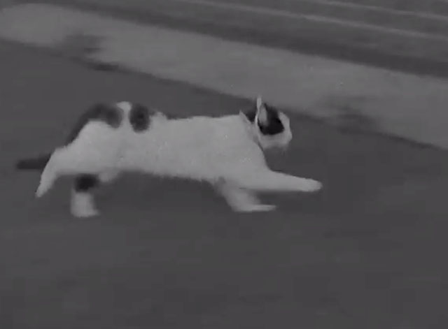 Dogs Go to Jail - black and white cat Tibby running across lawn