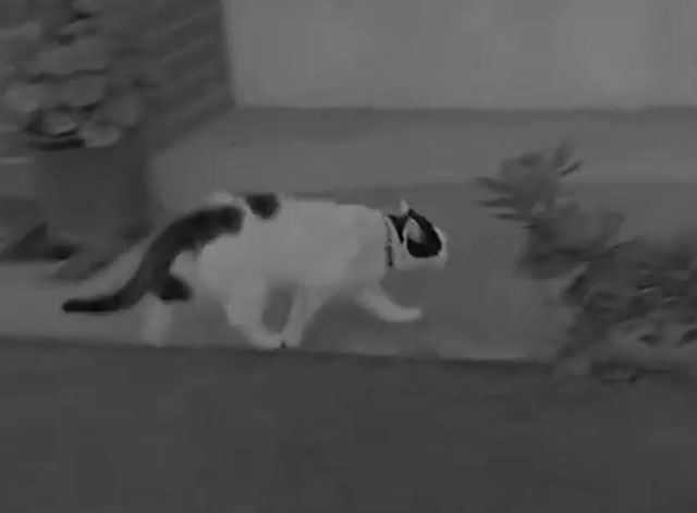 Dogs Go to Jail - black and white cat Tibby running away