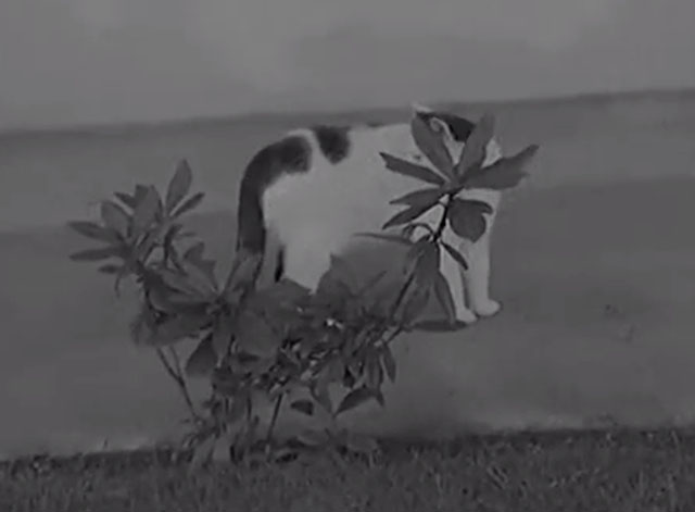 Dogs Go to Jail - black and white cat Tibby standing behind plant