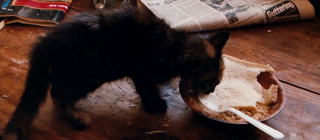 Dogs in Space - tortoiseshell kitten eating from dish of leftover pot pie