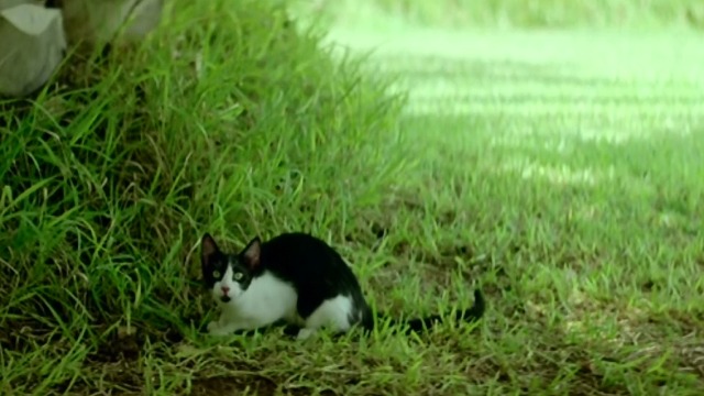 Dogtooth - tuxedo cat sitting in yard