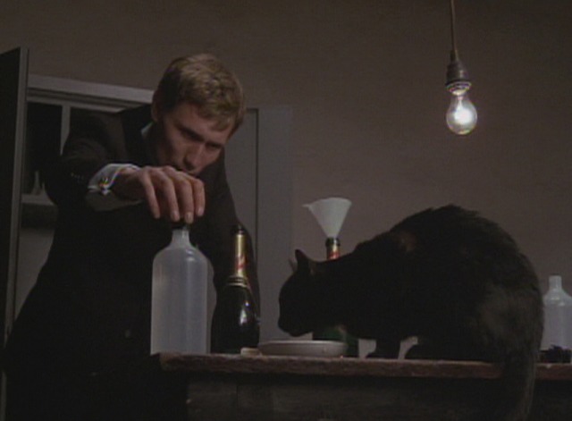 $ (Dollars) - black cat jumps on table where Candy Man is working