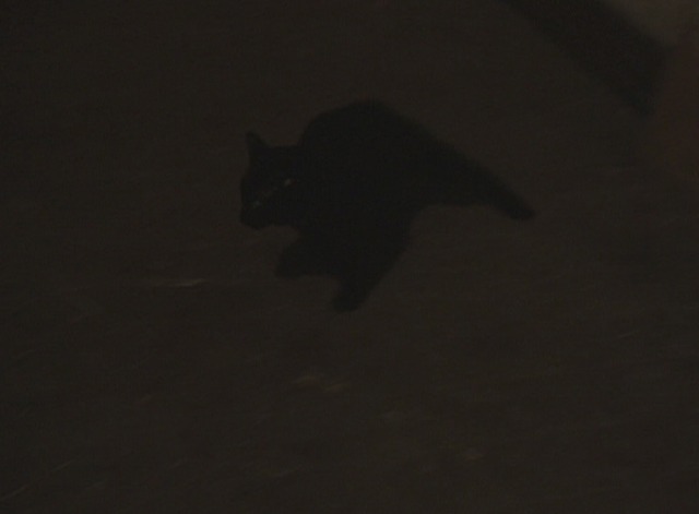 $ (Dollars) - black cat freaks out and runs around room