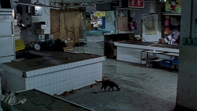 Dong - The Hole - tortie and white cat looking at empty cat food can