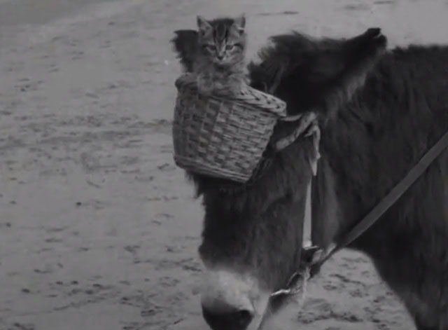 Donkey and Kitten - tabby kitten in basket attached to donkey's forehead