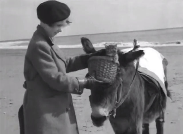 Donkey and Kitten - little girl holding tabby kitten in basket attached to donkey's forehead