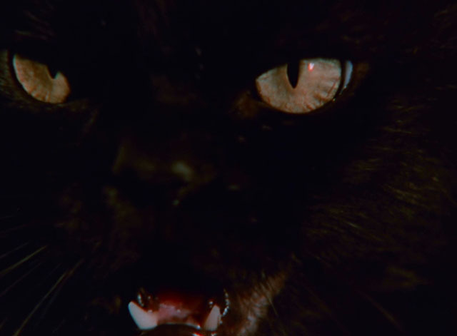 Don't Be Afraid of the Dark - close up of black cat