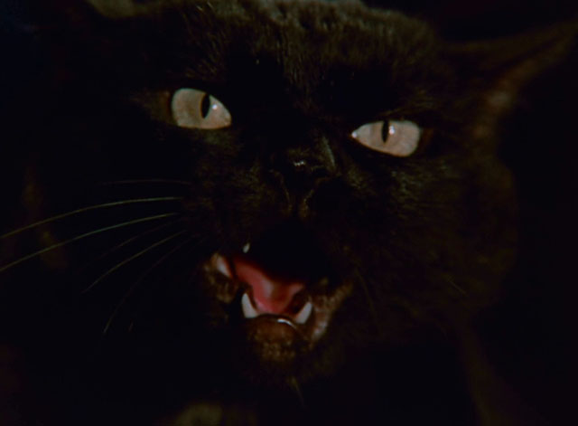 Don't Be Afraid of the Dark - close up of black cat