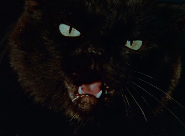 Don't Be Afraid of the Dark - close up of black cat