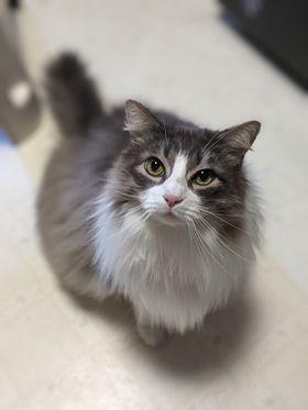Don't Look Up - longhaired tabby and white cat Squiggy