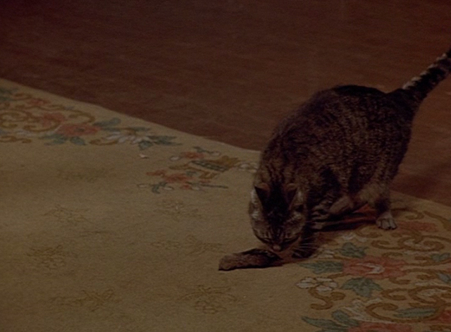Doppelganger - tabby cat Nathan sniffing at something on floor