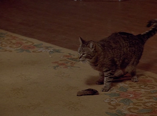 Doppelganger - tabby cat Nathan standing beside something on floor