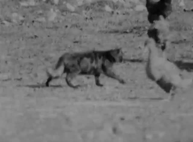 Dover Farmers - longhair tabby cat walking amongst chickens
