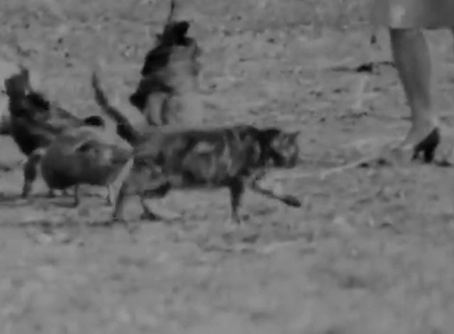 Dover Farmers - longhair tabby cat walking amongst chickens