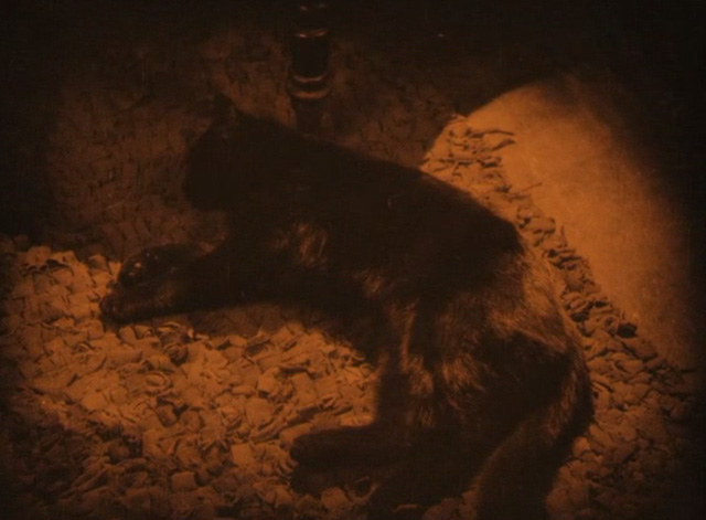 Downhill - black cat sleeping on floor