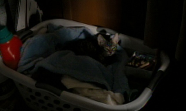 Drag Me to Hell - kitten in laundry basket