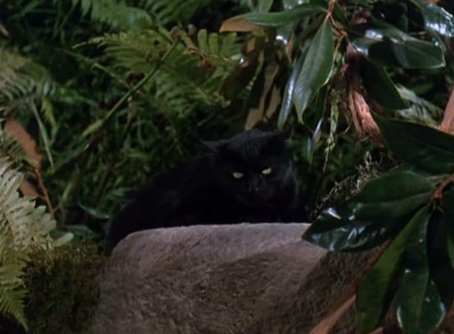 Dr. Cyclops - black cat Satanas sitting on rock
