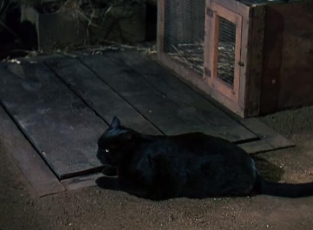 Dr. Cyclops - black cat Satanas sitting by cellar door