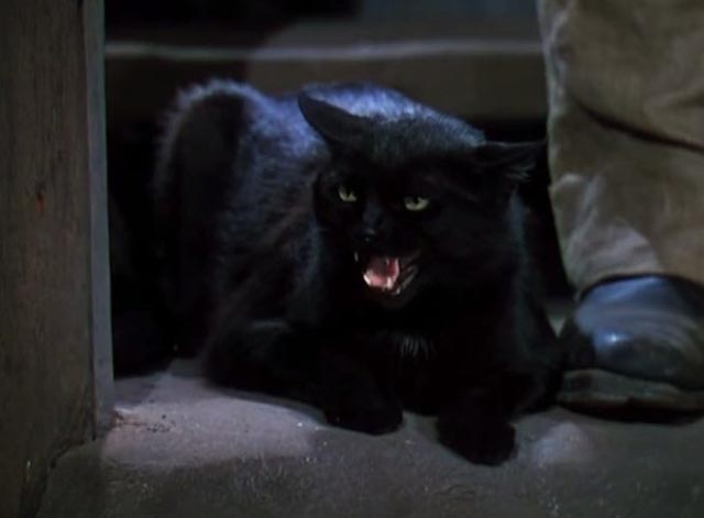 Dr. Cyclops - black cat Satanas growling