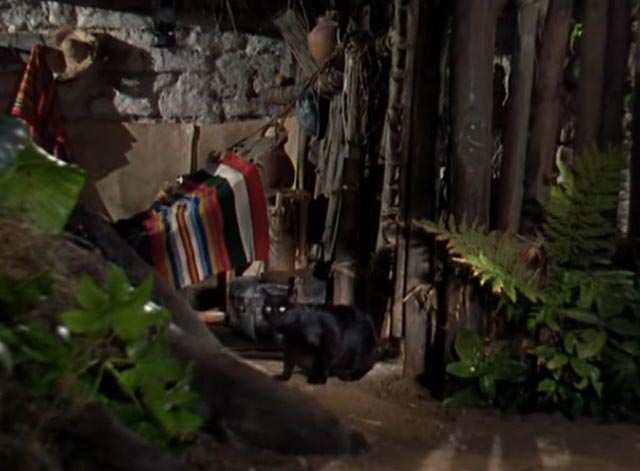 Dr. Cyclops - black cat Satanas in yard