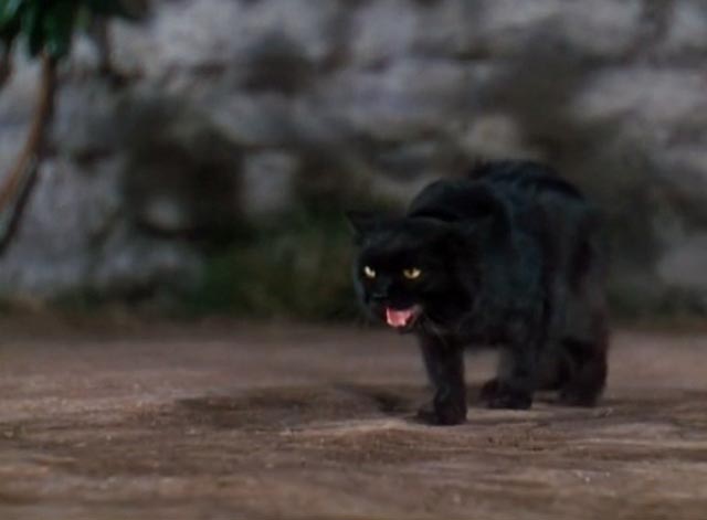 Dr. Cyclops - black cat Satanas stalking