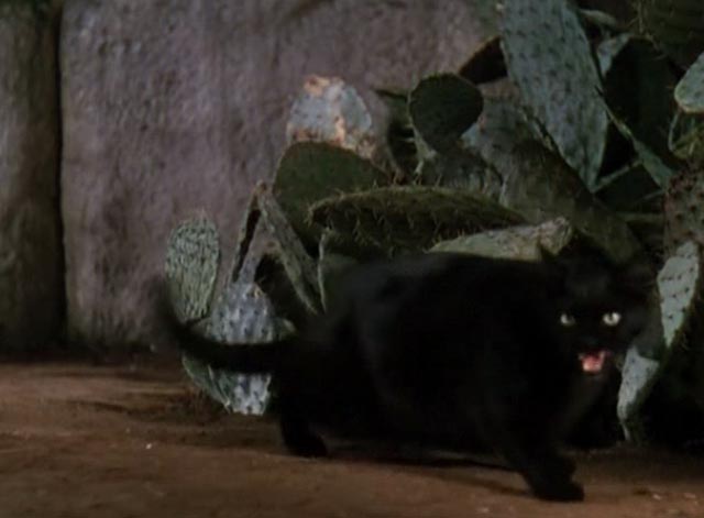 Dr. Cyclops - black cat Satanas stalking away from cactus