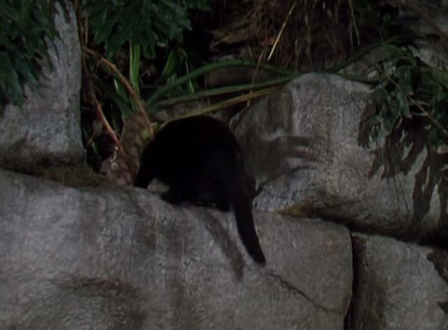 Dr. Cyclops - black cat Satanas jumping over wall
