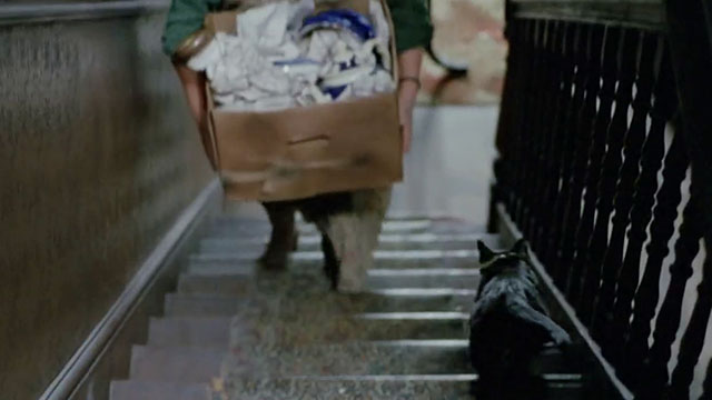The Dressmaker - black cat going down stairs as Nellie is carrying box upstairs