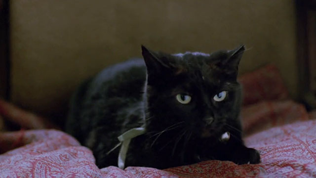 The Dressmaker - black cat sitting on chair