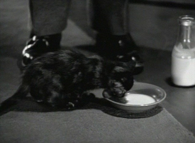 Dr. Gillespie's Criminal Case - tortoiseshell kitten drinking milk from bowl