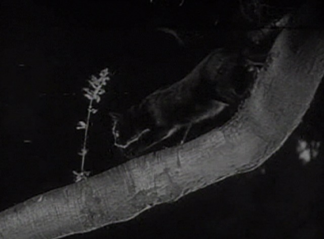 Dr. Jekyll and Mr. Hyde - black cat stalking on tree branch