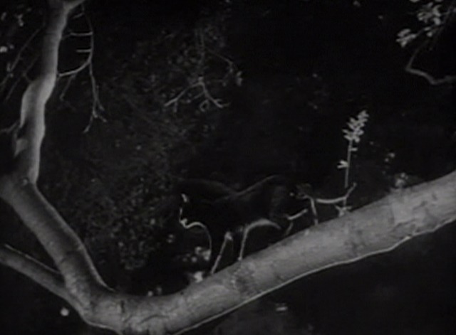 Dr. Jekyll and Mr. Hyde - black cat walking along tree branch