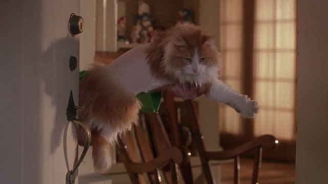 Drop Dead Fred - long-haired orange and white cat held up with middle shaved in doorway
