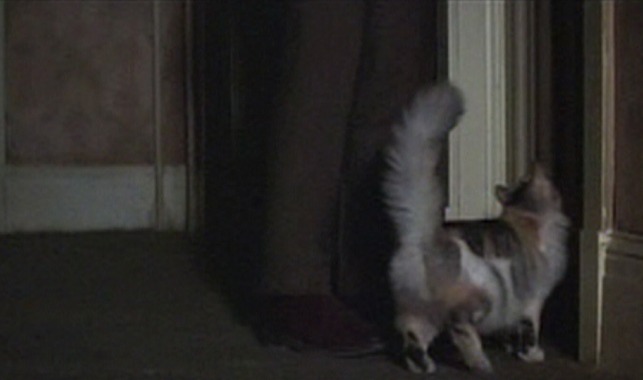 The Drowning Pool - fluffy calico cat at door