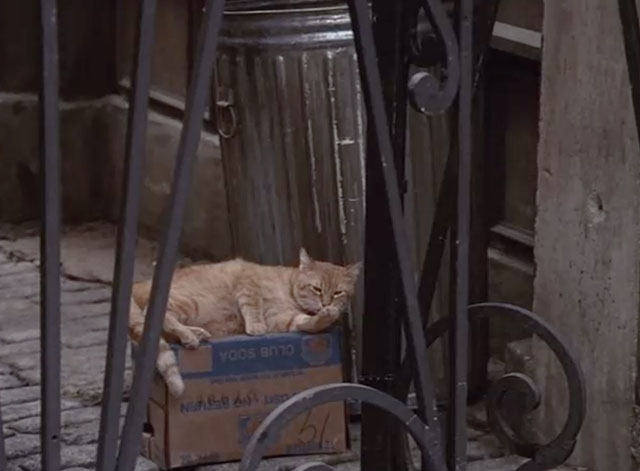 Dr. Strange - ginger tabby cat washing paw on trash can in alley