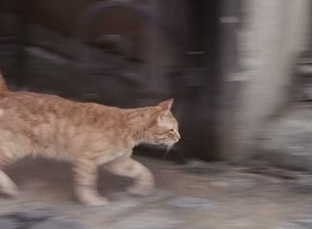 Dr. Strange - ginger tabby cat leaving alley