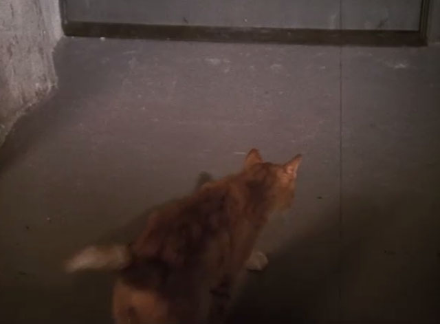 Dr. Strange - ginger tabby cat approaching doorway