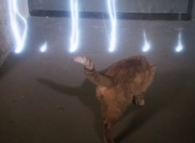 Dr. Strange - ginger tabby cat approaching doorway with electrical charges