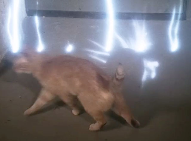 Dr. Strange - ginger tabby cat running away from doorway after getting shocked