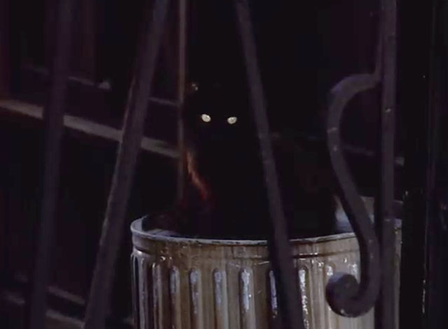 Dr. Strange - longhair black cat with green eyes sitting on trash can in alley
