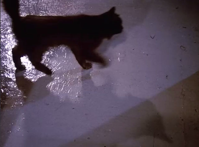 Dr. Strange - longhair black cat on threshold