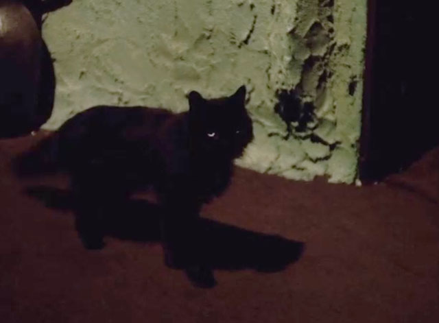 Dr. Strange - longhair black cat with green eyes walking through house