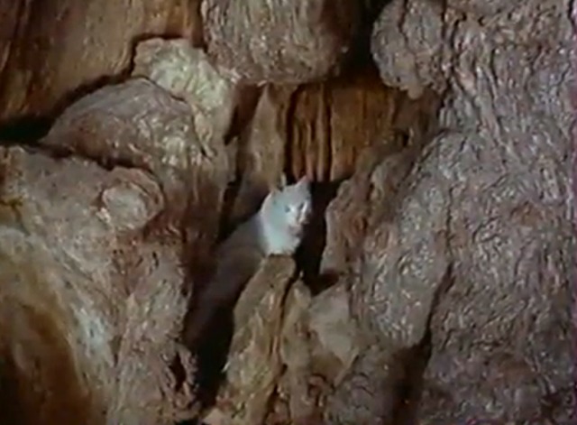 Du côtè de la côte - white cat inside elm tree