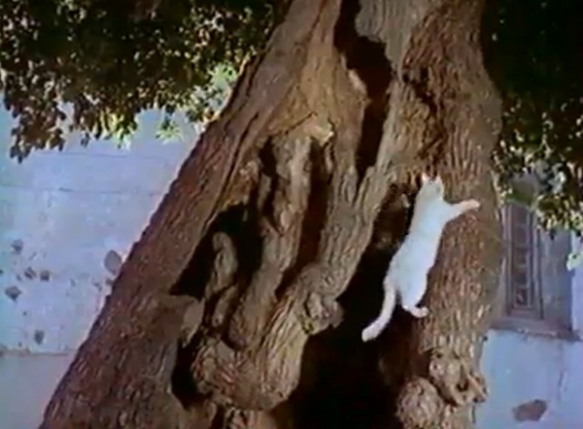 Du côtè de la côte - white cat climbing elm tree